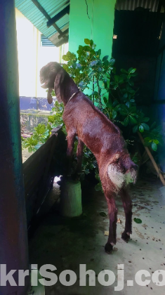ছাগল
